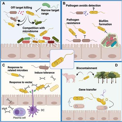 Bioengineered Probiotics: Synthetic Biology Can Provide Live Cell Therapeutics for the Treatment of Foodborne Diseases